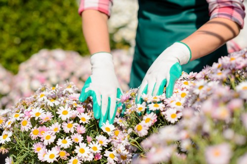 Tools organized for garden maintenance in Forest Hill
